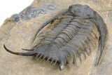 Top Quality Chlustinia Trilobite - Tazarine, Morocco #258633-5